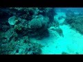 Picture taken during the dive