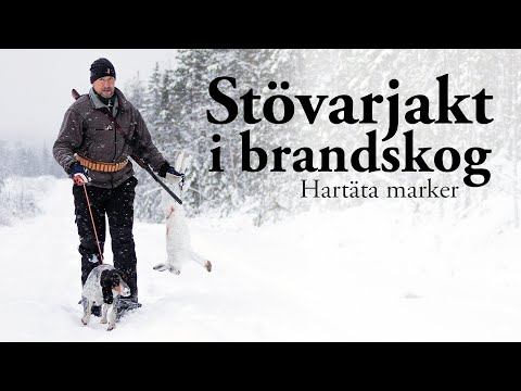 Jaktresan: Stövarjakt i brandskog - Hartäta marker