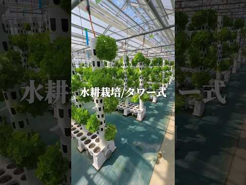 3つの水耕栽培システムの無土栽培比較