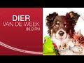 Dier vd week