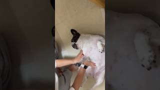嫌よ嫌よも好きのうちなフレブル