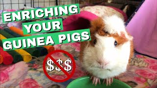 How To Keep Your Guinea Pigs HAPPY! | Affordable & Fun Enrichment Ideas | Fluffy And Delicious