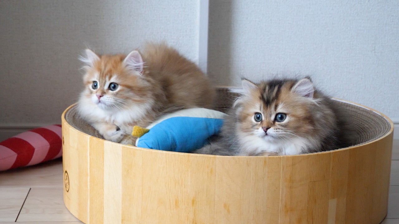 Cute little kitten who loves her brother so much she always follows him around…