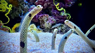 Peixe Marinho - Enguia de Jardim Pintada