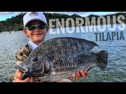 Catching ENORMOUS Bream (Tilapia) in Zimbabwe