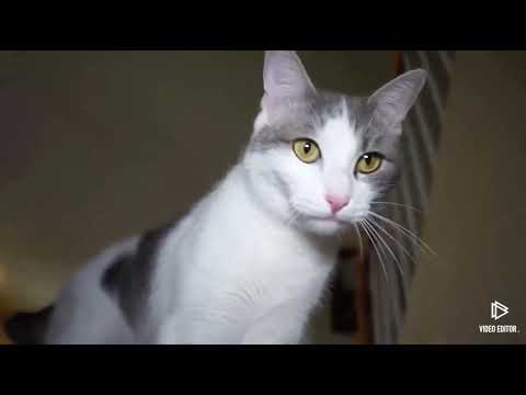 Talking kitty cat out of context part 2