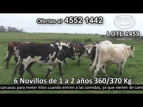 Lote 6 Novillos 1 a 2 años 6 NO 360kg -  en Larrañaga - R12 km 93 a 18 km de Cardona