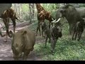 African Animal Stampede Through The Wilderness