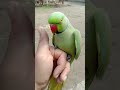 Rings Nick Hand Tame Male Ring Nick Parrot Parrot Birds Male ️ ️ ️ ️ ️ ️ ️