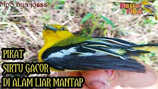 Download lagu 🔴PIKAT BURUNG SIRTU/CIPOH MENGGUNAKAN MP3 TEMAN MANTAP BRO mp3