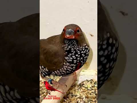 Amada pestrá (Emblema pictum) — video o speve a chove
