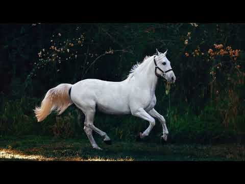 Radical Fantasy & Amir Telem - Gifts of nature [Organic House]