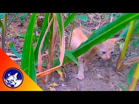 Exploring Nature's Wonders: Mother Cat Introduces Kittens to the Wild for the First Time.