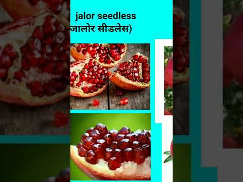 anar varieties । अनार की उन्नत किस्में, pomegranate, sindhuri anar, , jalor seedless,Ganesh anar