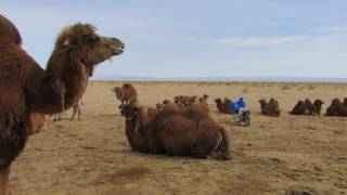 preview picture of video 'A man is using water pump for irrigating his camels in Gobi Desert'
