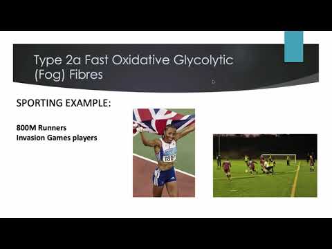 A-level PE -The Neuromuscular System - Anatomy & Physiology