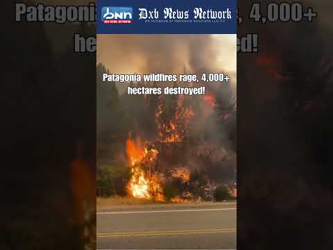 Patagonia Wildfire 4000 Hectares El Abuelo Tree Danger