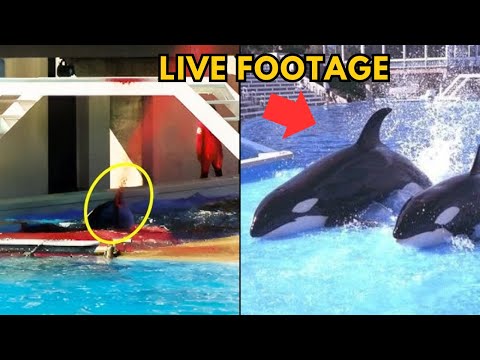 The Horrible Orca Incident Even Black Fish Didn't Show