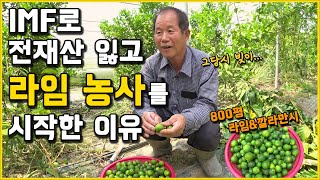 국내에서 라임농사를? 윤스테이에 나온 구례라임.! [구례 라임&깔라만시 농사] 1부
