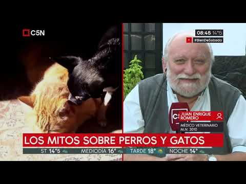 download lagu mp3 mp4 Doctor Romero, download lagu Doctor Romero gratis, unduh video klip Doctor Romero