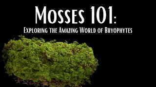 Mosses 101: Exploring the Amazing World of Bryophytes