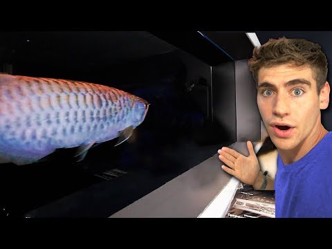 NON DARE DA MANGIARE A QUESTO PESCE... *Arowana asiatico* 😳