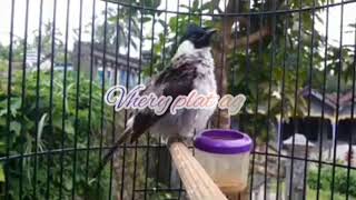 Download lagu Kutilang isian cucak ijo full mp3 Download lagu Kutilang isian cucak ijo full mp3