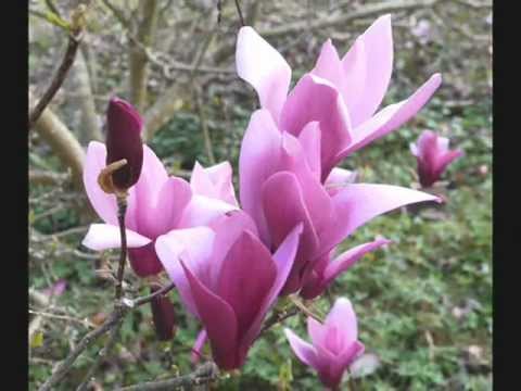 HENRY ARLAND  Flowers for you.wmv