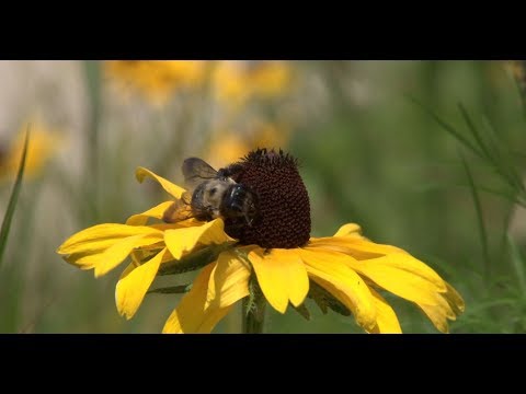 Environment Matters Weekly - Pollinator Gardens