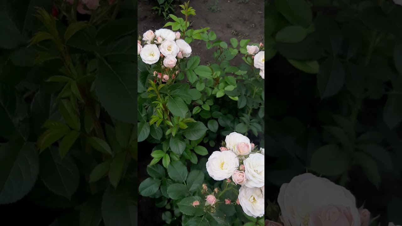 Роза Букет Парфе( buquet Parfait)