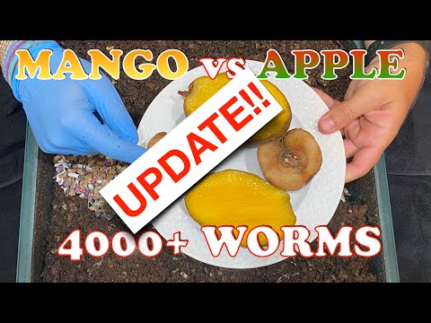 Multiple Worm Balls & Worm Tower Experiment Update + Time Lapse | Vermicompost Worm Farm