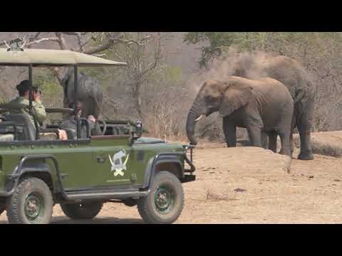 Africa's Endangered Species | The Elephant, Rhino, Wild Dog, Pangolin & Vulture