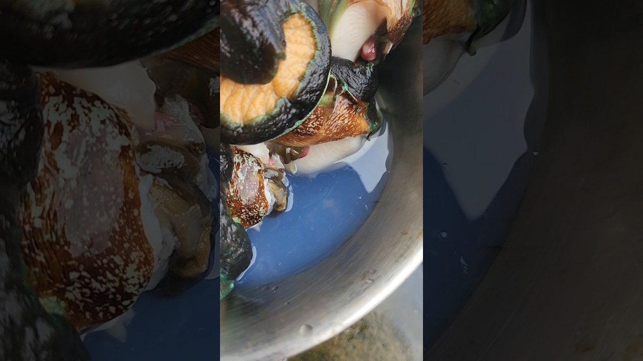 血が青い生き物🐚@ishoshaaaaaaaa