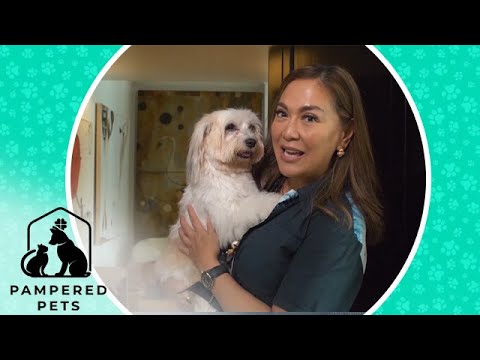 Los adorables perros habaneros de Karen Dávila | Mascotas consentidas