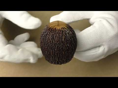 Amorelli Penna di San Michele - pipe 221