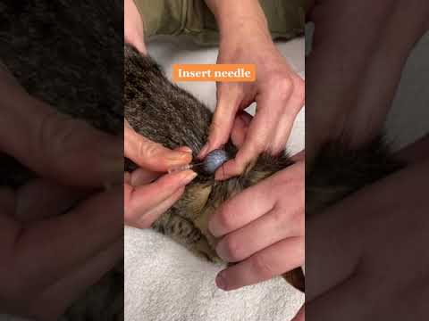 Draining a skin cyst on a cat.  #tiktokvet  #veterinarian