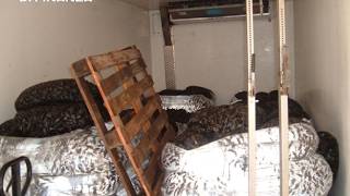 Ferrara, il video dell'operazione della Guardia di Finanza sulle vongole contaminate dal Portogal...