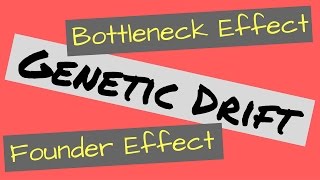Genetic Drift | Founder Effect and Bottleneck Effect Explained