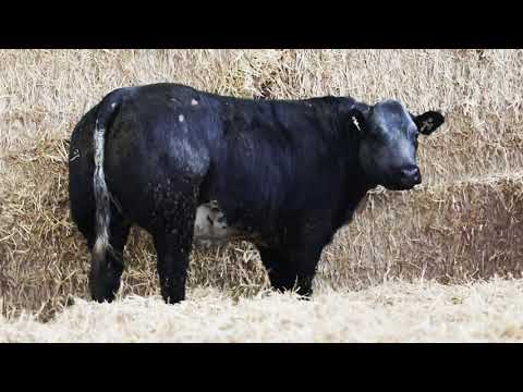Herbie's Heifers In Calf Heifer Sale Dec 2025 - Image 2