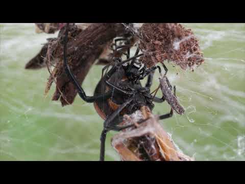 Die Paarung der Schwarzen Witwe - Latrodectus