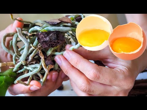 7 Easy Steps: Orchid Care For Beginners | Phalaenopsis orchid care for beginners