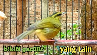 Download lagu Masteran cikrak daun suara rapet dengan roLL nyiuL keras. mp3 Download lagu Masteran cikrak daun suara rapet dengan roLL nyiuL keras. mp3