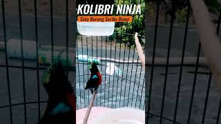 Download lagu konin dada merah gacor ngobra #kolibri #burung #konin #burungkicau mp3
