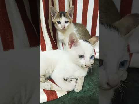 #funny #funnyclips #munir