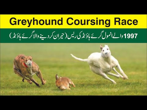 Best Greyhound Race Over All | Coursing Race @spstudio216