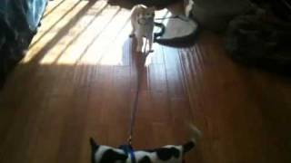 Cat pulls dog