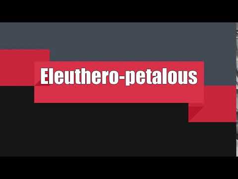 How to Pronounce Eleuthero-petalous
