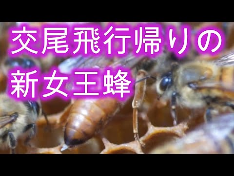 経済学科 晴蜂雨読 ㉜／牧草刈り取り後のオオハンゴンソウはどうなる？交尾飛行から戻ってきたばかりの新女王バチの様子、スズメバチ・トラップの異変 (2024年7月、その2)／山崎亮一／日英字幕付き／Eng sub