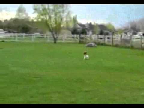 AMAZING VIDEO CLIPS  Dog Balances Basketball On Her Nose Collected by Rashid Siddiqi evergreenpeople@yahoo com