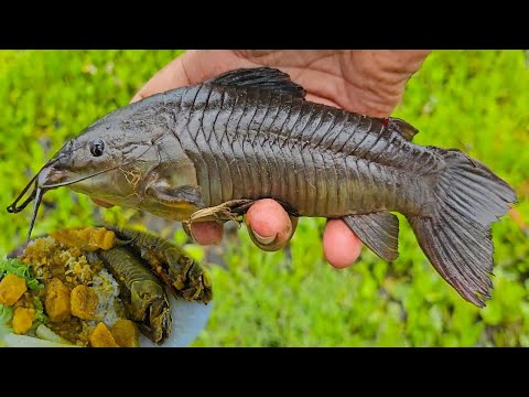 Swamp Fishing - Catch and Cook - Curry Kwie Kwie (Hassar - armored catfish)